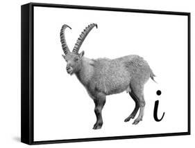 I is for Ibex-Stacy Hsu-Framed Stretched Canvas