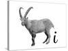 I is for Ibex-Stacy Hsu-Stretched Canvas