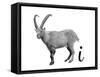 I is for Ibex-Stacy Hsu-Framed Stretched Canvas