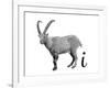 I is for Ibex-Stacy Hsu-Framed Art Print