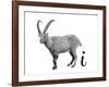 I is for Ibex-Stacy Hsu-Framed Art Print