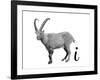 I is for Ibex-Stacy Hsu-Framed Art Print