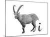 I is for Ibex-Stacy Hsu-Mounted Art Print