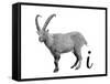 I is for Ibex-Stacy Hsu-Framed Stretched Canvas