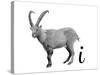 I is for Ibex-Stacy Hsu-Stretched Canvas