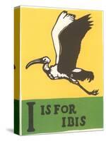 I is for Ibis-null-Stretched Canvas