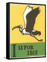 I is for Ibis-null-Framed Stretched Canvas