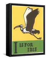 I is for Ibis-null-Framed Stretched Canvas