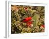 I'Iwi Bird, Haleakala National Park, Maui, Hawaii, USA-Cathy & Gordon Illg-Framed Photographic Print