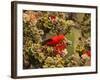 I'Iwi Bird, Haleakala National Park, Maui, Hawaii, USA-Cathy & Gordon Illg-Framed Photographic Print