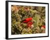 I'Iwi Bird, Haleakala National Park, Maui, Hawaii, USA-Cathy & Gordon Illg-Framed Photographic Print