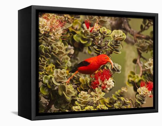 I'Iwi Bird, Haleakala National Park, Maui, Hawaii, USA-Cathy & Gordon Illg-Framed Stretched Canvas