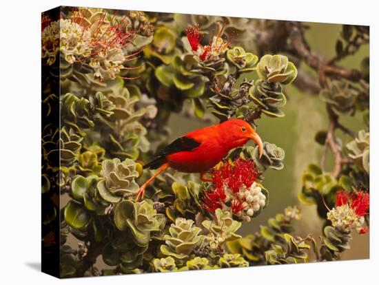 I'Iwi Bird, Haleakala National Park, Maui, Hawaii, USA-Cathy & Gordon Illg-Stretched Canvas