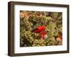 I'Iwi Bird, Haleakala National Park, Maui, Hawaii, USA-Cathy & Gordon Illg-Framed Photographic Print