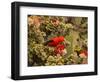 I'Iwi Bird, Haleakala National Park, Maui, Hawaii, USA-Cathy & Gordon Illg-Framed Photographic Print