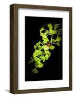 I Juste Wanna Be the On-Philippe Sainte-Laudy-Framed Photographic Print