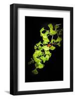 I Juste Wanna Be the On-Philippe Sainte-Laudy-Framed Photographic Print