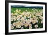 I Love Daisies-Liliane Fournier-Framed Art Print