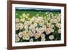 I Love Daisies-Liliane Fournier-Framed Art Print