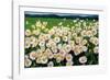 I Love Daisies-Liliane Fournier-Framed Art Print