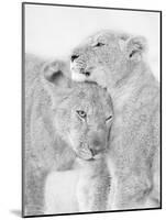 I Love You-Jun Zuo-Mounted Photographic Print