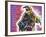 I’m a Pit Bull-Dean Russo-Framed Giclee Print