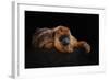 I'm Bored - Baboune - Alouatta Macconnelli-Mathilde Guillemot-Framed Giclee Print