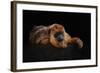 I'm Bored - Baboune - Alouatta Macconnelli-Mathilde Guillemot-Framed Giclee Print