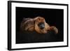 I'm Bored - Baboune - Alouatta Macconnelli-Mathilde Guillemot-Framed Giclee Print