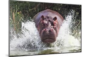 I'm Going to Get You!!-Wayne Pearson-Mounted Photographic Print