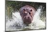 I'm Going to Get You!!-Wayne Pearson-Mounted Photographic Print