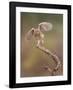 I'm Just A Gigalo-Amnon Eichelberg-Framed Giclee Print