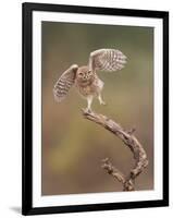 I'm Just A Gigalo-Amnon Eichelberg-Framed Giclee Print