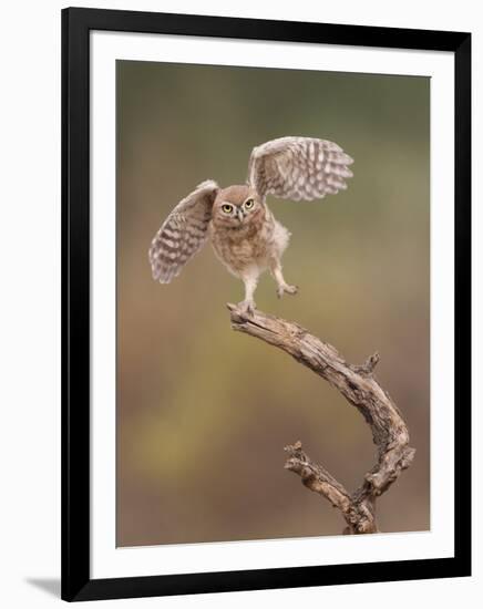 I'm Just A Gigalo-Amnon Eichelberg-Framed Giclee Print