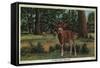 I'm Wild About Ashland, Oregon - Vintage Postcard-Lantern Press-Framed Stretched Canvas