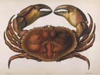 Longipes Crab 1835-I^o^ Westwood-Mounted Giclee Print