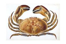 Longipes Crab 1835-I^o^ Westwood-Mounted Giclee Print