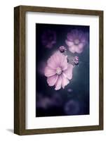 I Put A Spell On You-Philippe Sainte-Laudy-Framed Photographic Print