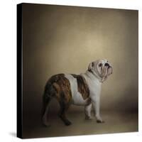 I Think I Smell a Treat Bulldog-Jai Johnson-Stretched Canvas