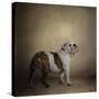 I Think I Smell a Treat Bulldog-Jai Johnson-Stretched Canvas