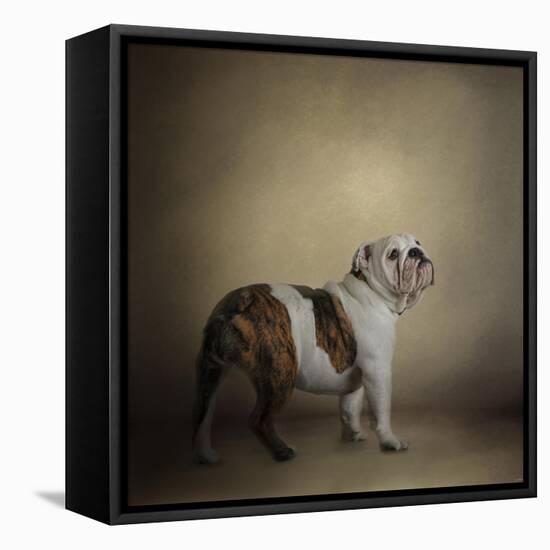 I Think I Smell a Treat Bulldog-Jai Johnson-Framed Stretched Canvas
