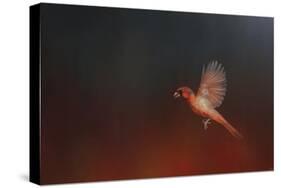 I Wish I Could Fly - Cardinal 1-Jai Johnson-Stretched Canvas