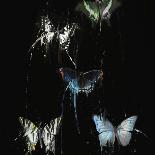 Butterflies Decay-IA London-Art Print