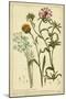 Iacea, Pl. CLll-Phillip Miller-Mounted Art Print