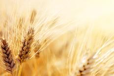 Wheat Field-Iakov Kalinin-Photographic Print