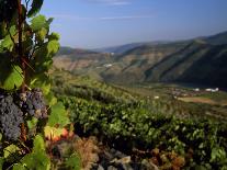 Grapes and Vines in the Douro Valley Above Pinhao-Ian Aitken-Photographic Print