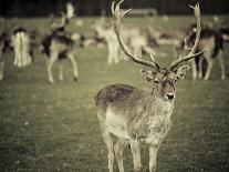 Stag with Herd of Deer in Phoenix Park, Dublin, Republic of Ireland, Europe-Ian Egner-Framed Photographic Print