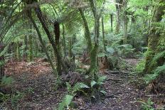 Strand of Tree Ferns on Waiomu Kauri Grove Trail-Ian-Photographic Print