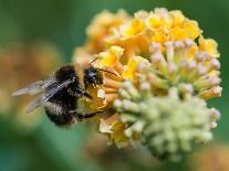 A Macro Shot of a Bumblebee Enjoying the Pollen from a Butterfly Bush Bloom.-Ian Grainger-Laminated Photographic Print