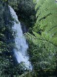 Waiere Falls Near Te Wairoa, North Island, New Zealand, Pacific-Ian Griffiths-Photographic Print